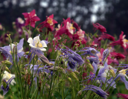 Columbine-Swan series.